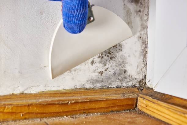 Best Mold Prevention Services  in South Lockport, NY